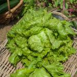 Potagères - Laitue Batavia Great Lakes 119 - face recto